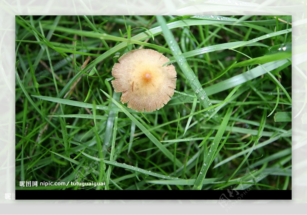 雨中小蘑菇图片