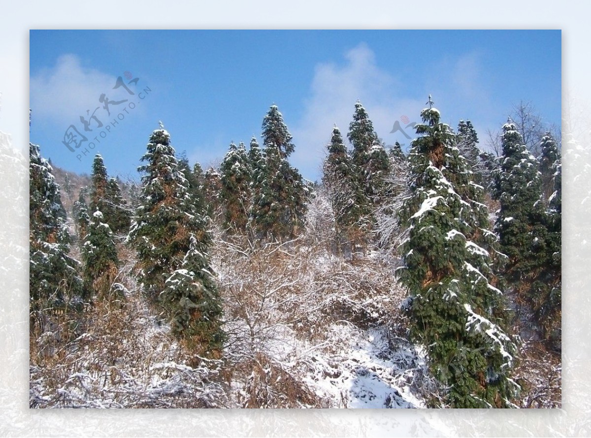 雪中丛林图片
