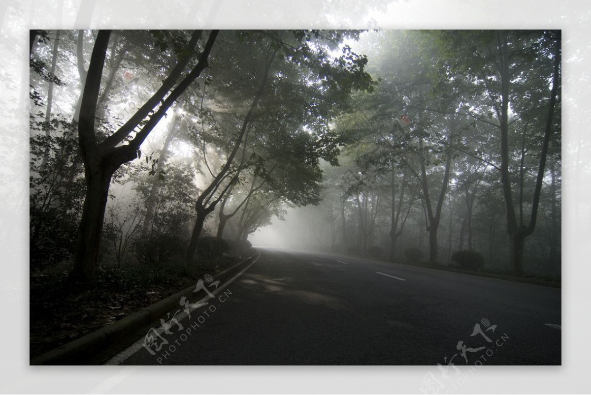 林中晨雾图片