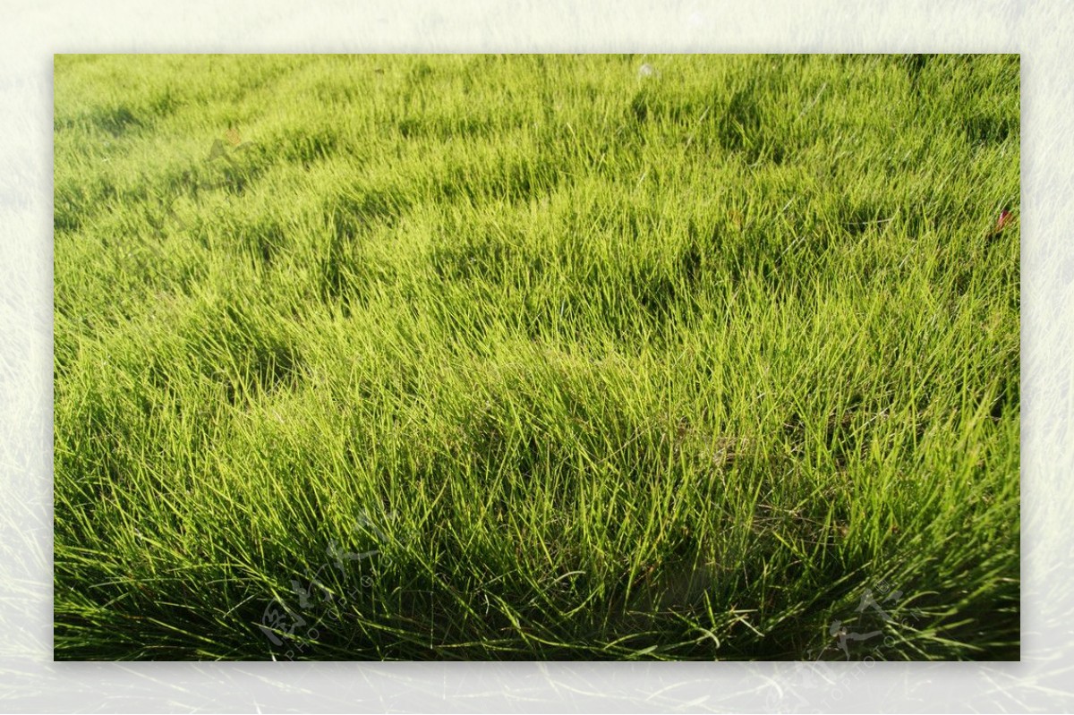 绿地草坪图片