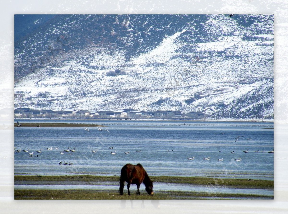 马雪山图片