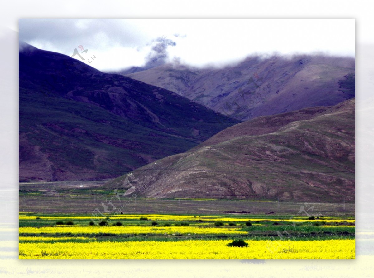 西藏7月山前的油菜花图片
