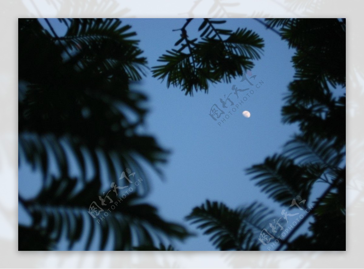 夜晚枫树月亮图片