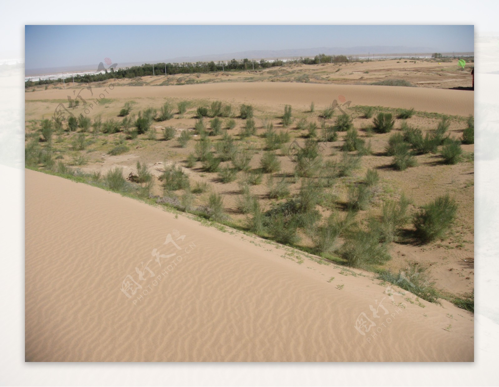 腾格里大沙漠景观沙生植物梭梭图片