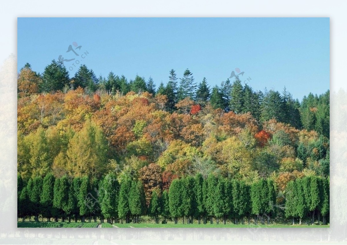 色彩斑斓的树木图片