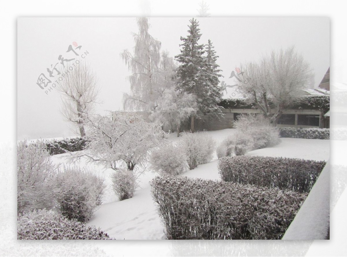雪树银花图片