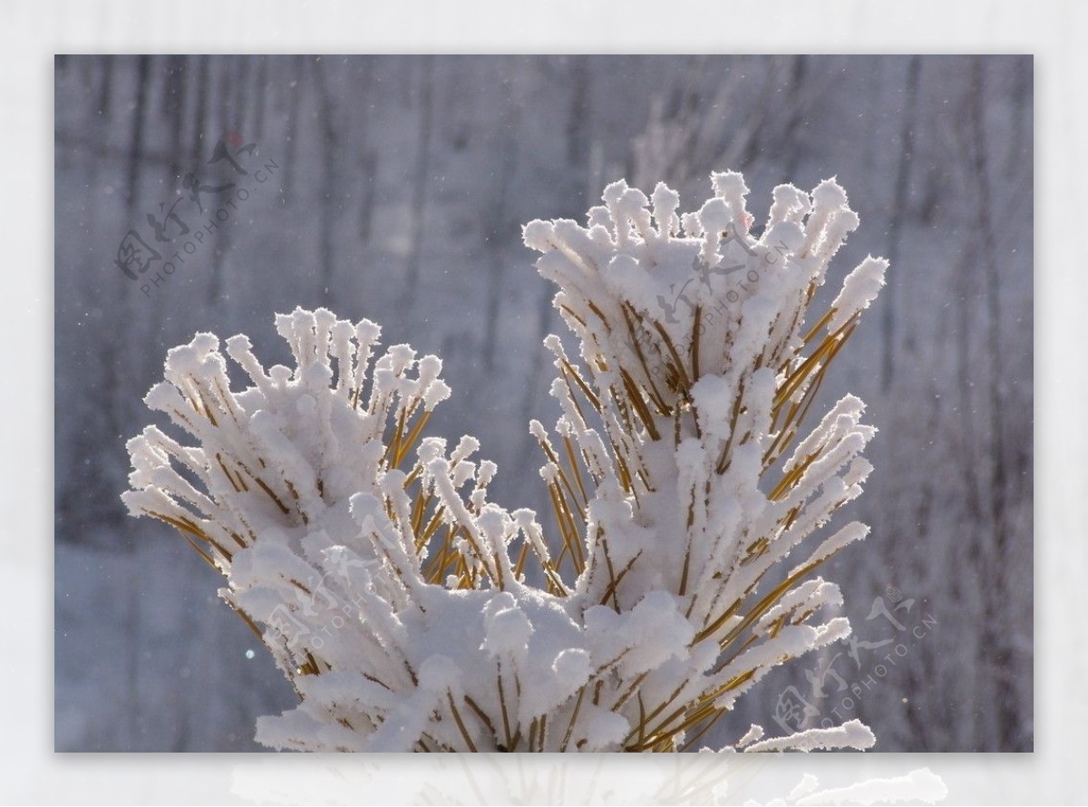 松雪图片