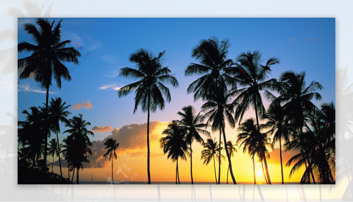 日落的椰林图片