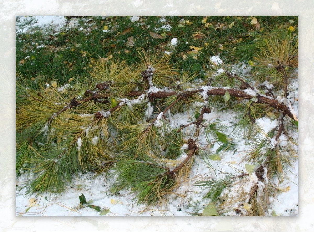 雪中掉落的柏树图片