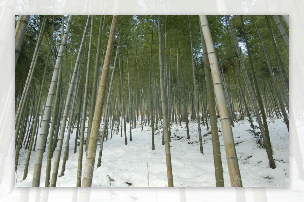 竹海雪景图片