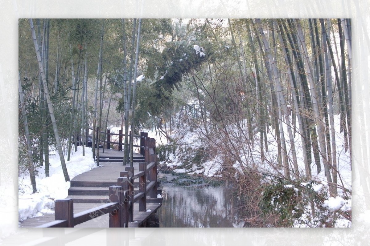 竹海雪景图片