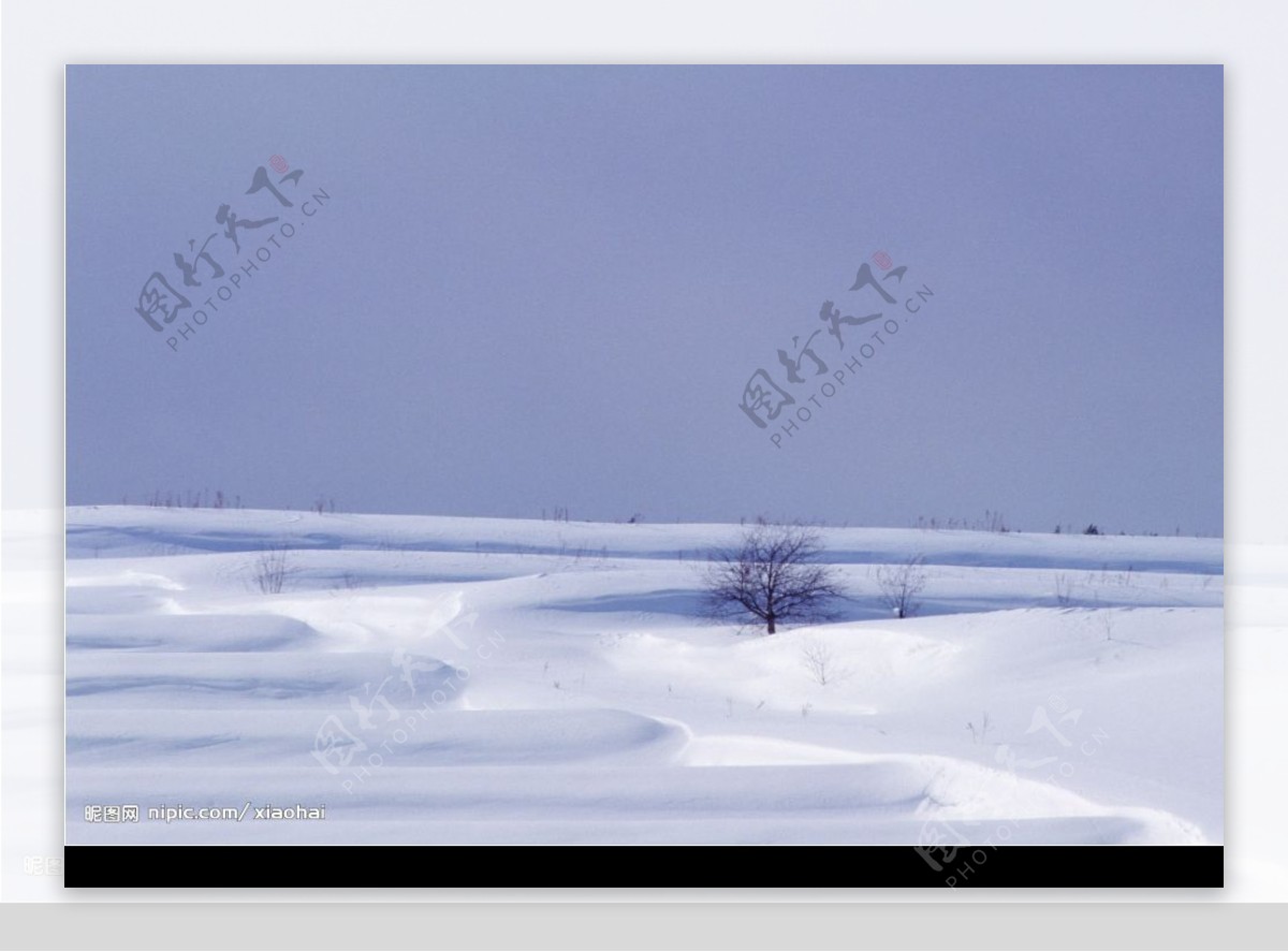 雪地树木图片