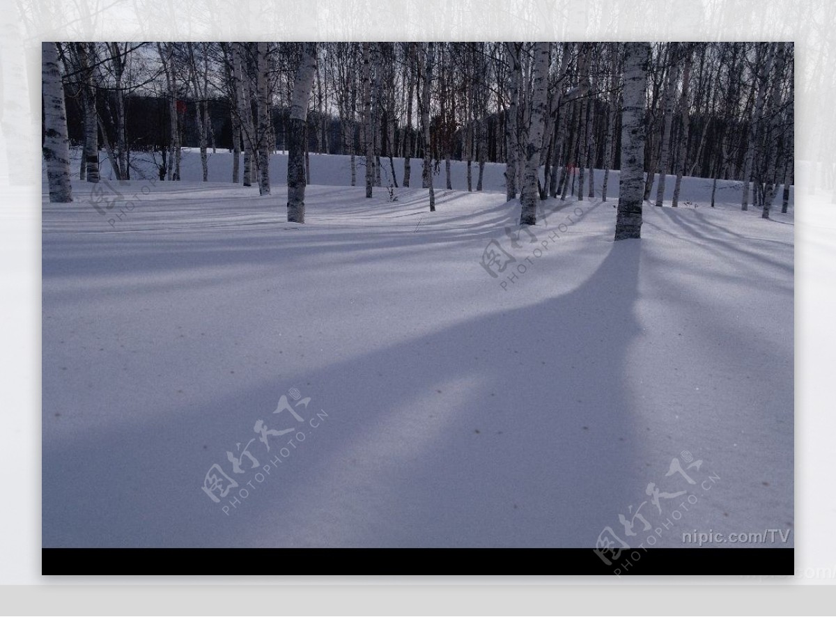 树林雪景图片