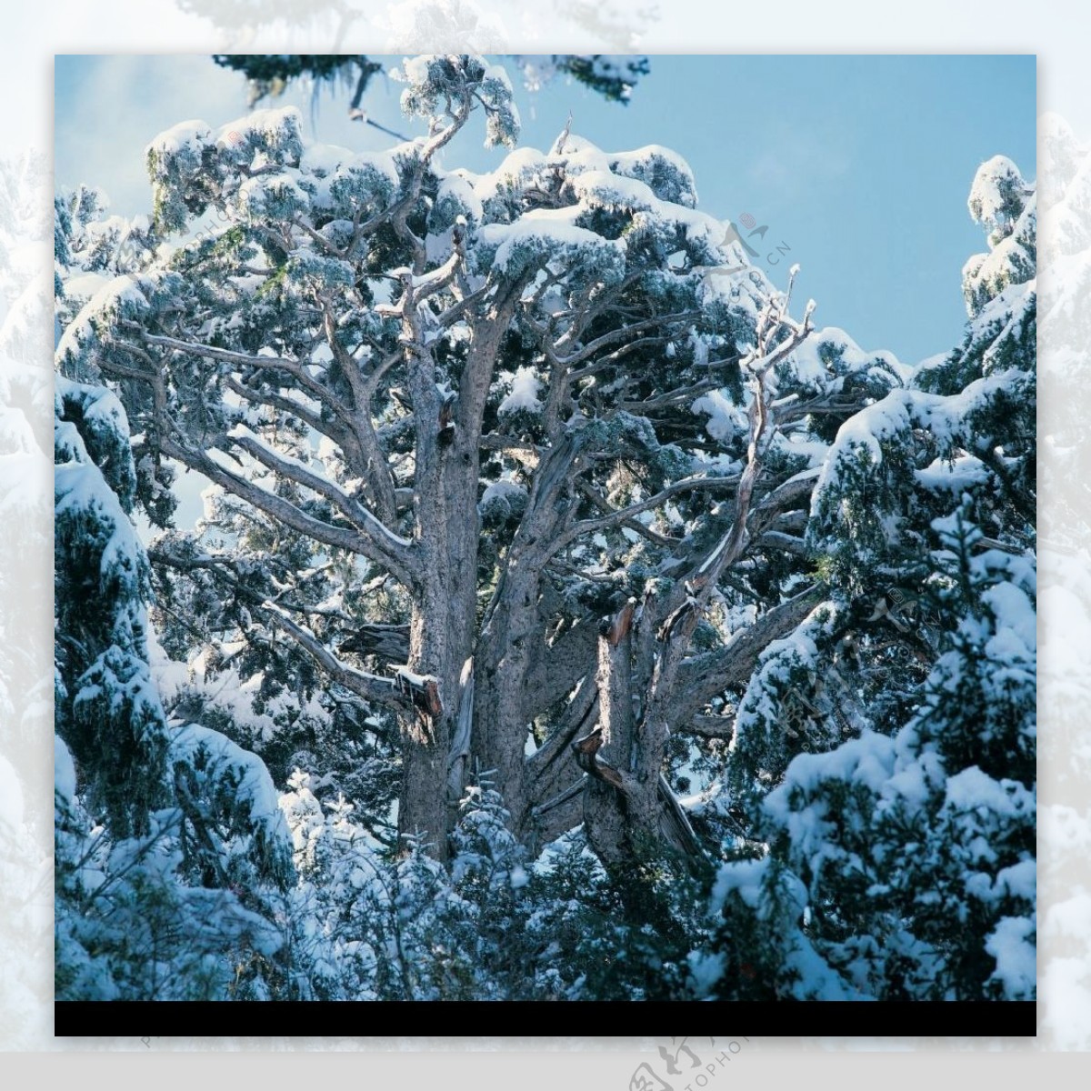 银装雪树图片