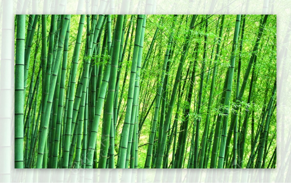 高清晰度竹子图片