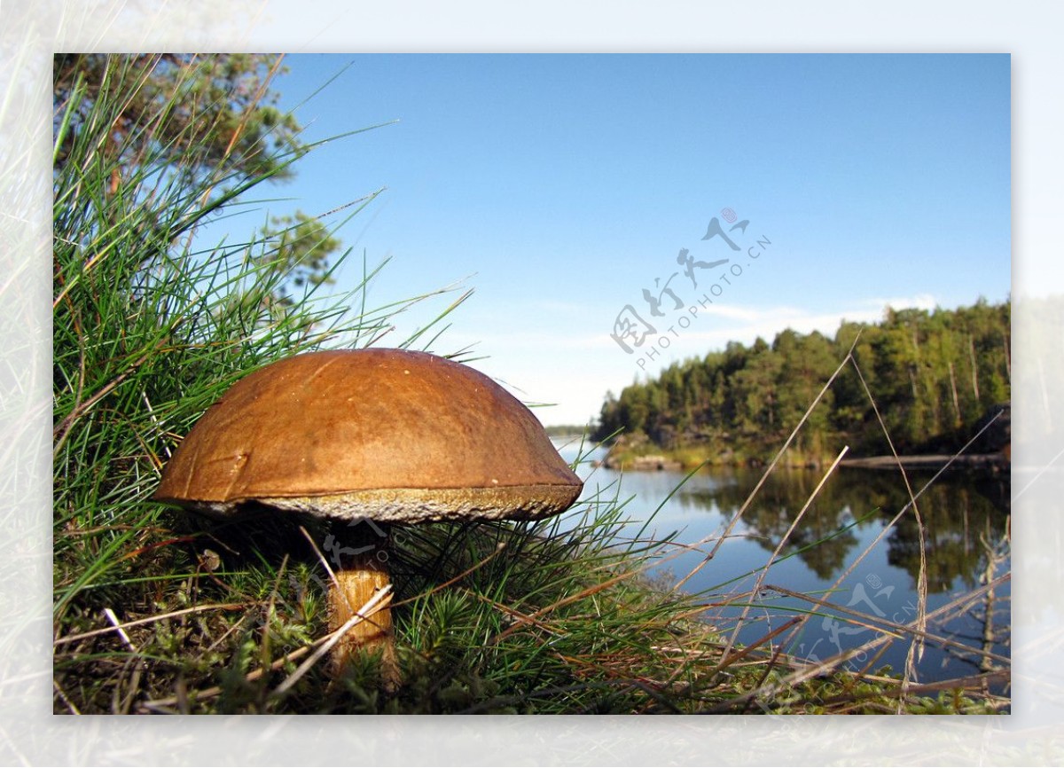 视觉变化河边的蘑菇图片