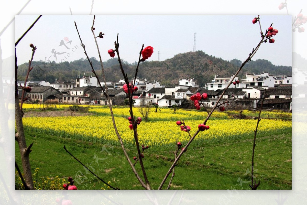 桃花小村图片