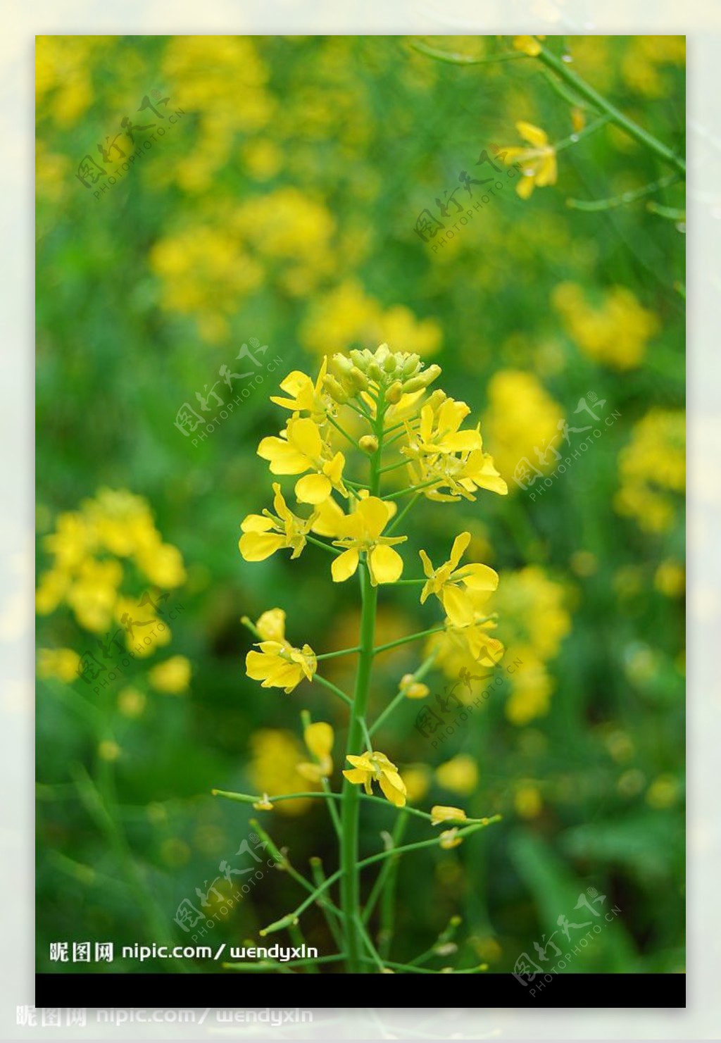 婺源油菜花图片