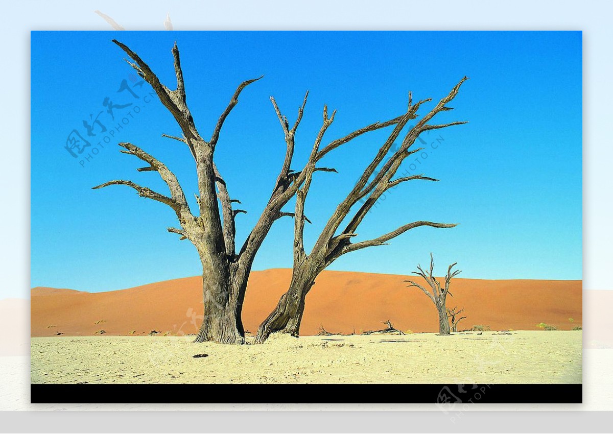 美丽荒漠枯树风景素材图片下载-素材编号05713869-素材天下图库