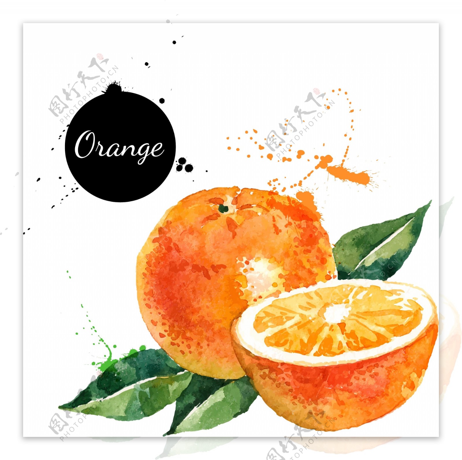 橙子手绘桔子水果矢量图图片