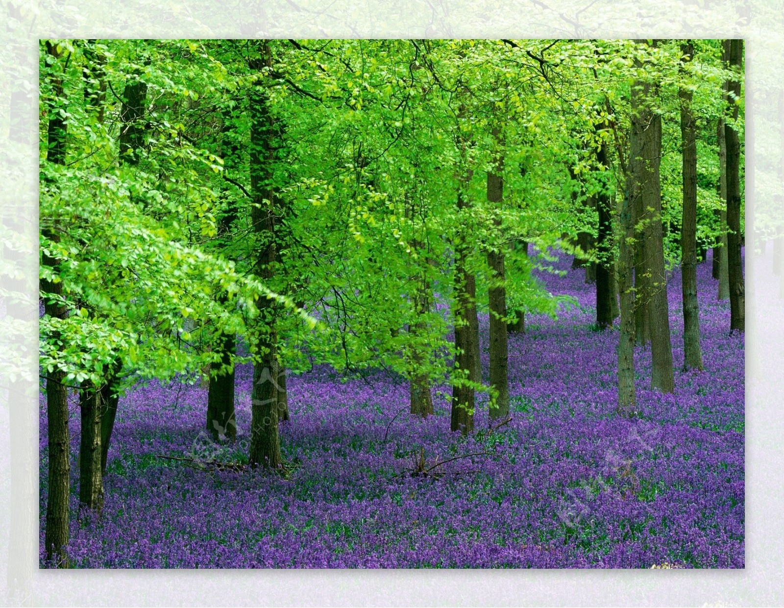紫花绿林图片