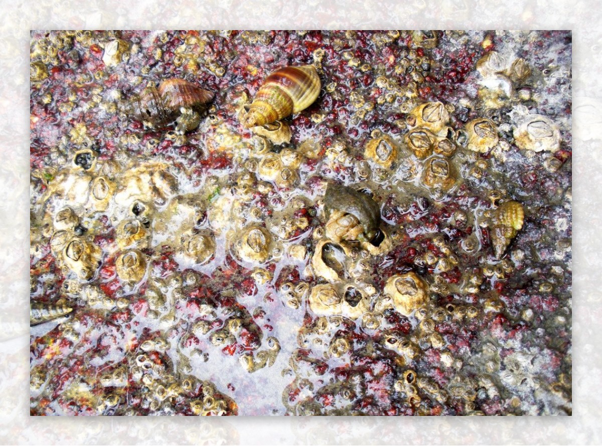 石头螺丝田螺蜗牛图片
