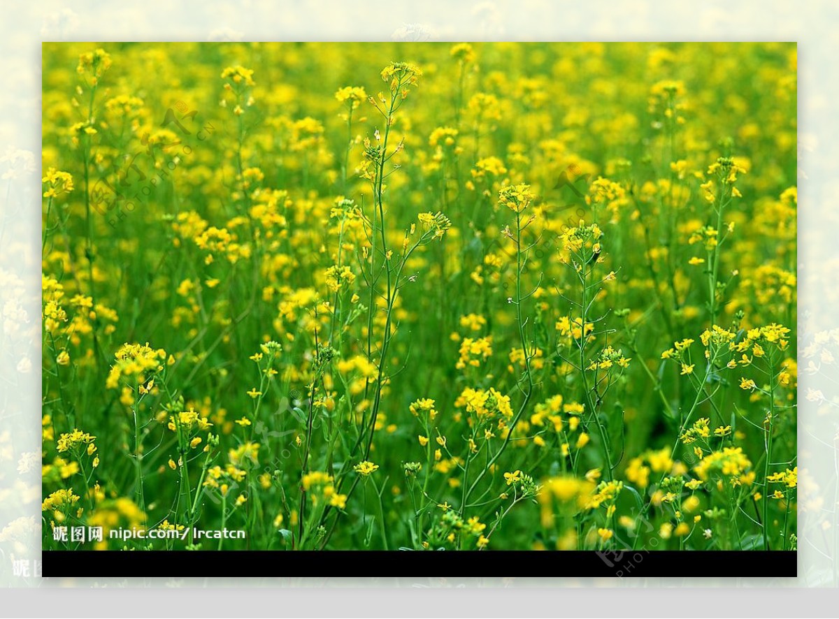 百花大赏图片