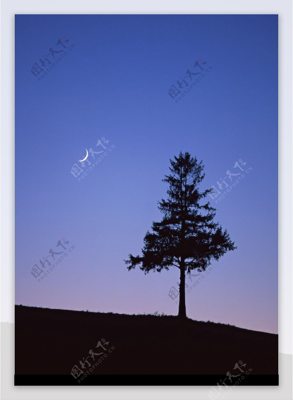 月亮下的孤树图片