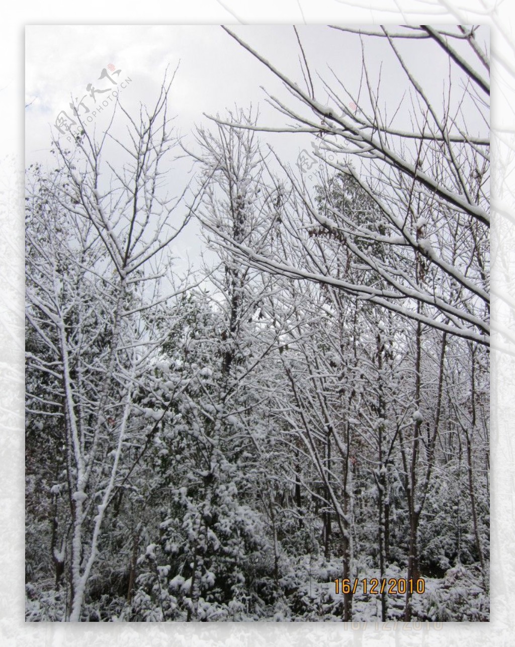雪景白雪雪树树上的雪图片