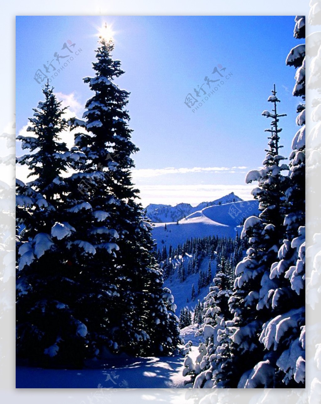雪山上树尖太阳图片