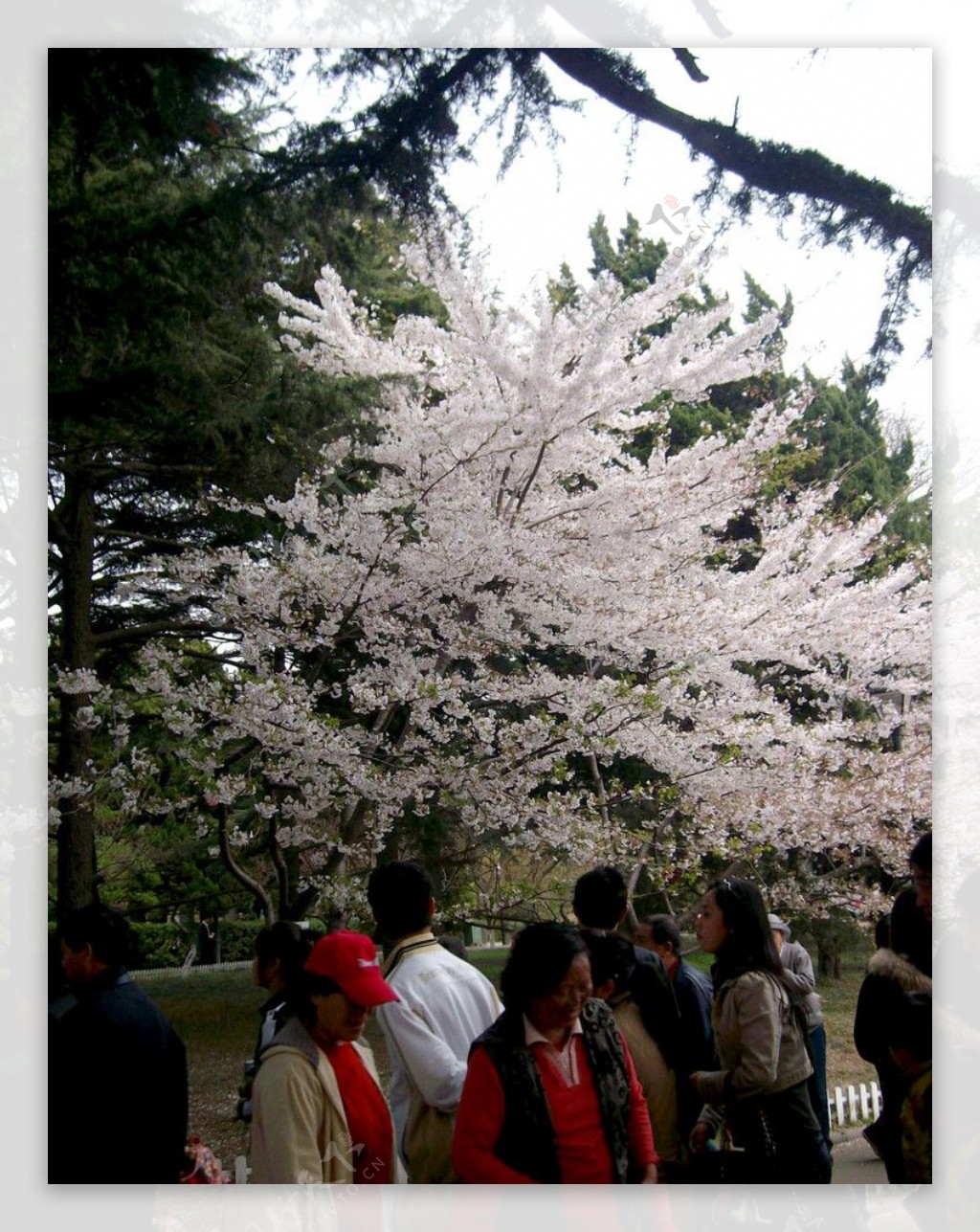 白色的花樱花人群树图片