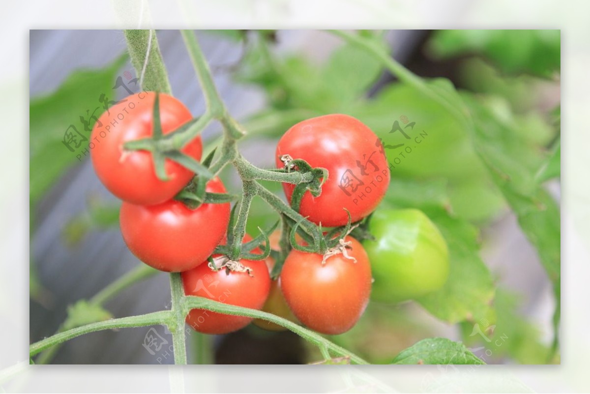 西红柿摄影图图片