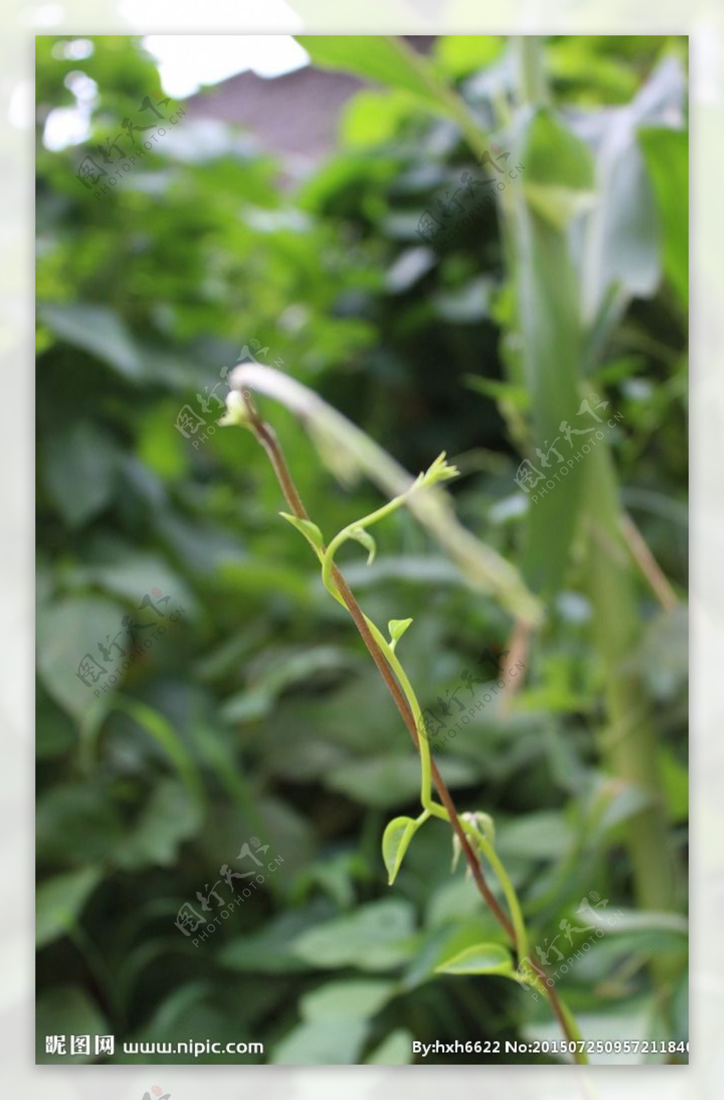 嫩芽嫩蔬菜鲜嫩绿芽图片