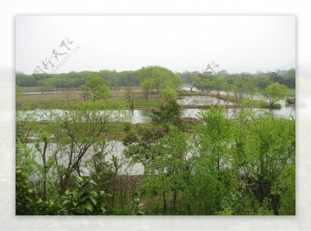 西溪湿地景色湿地图片