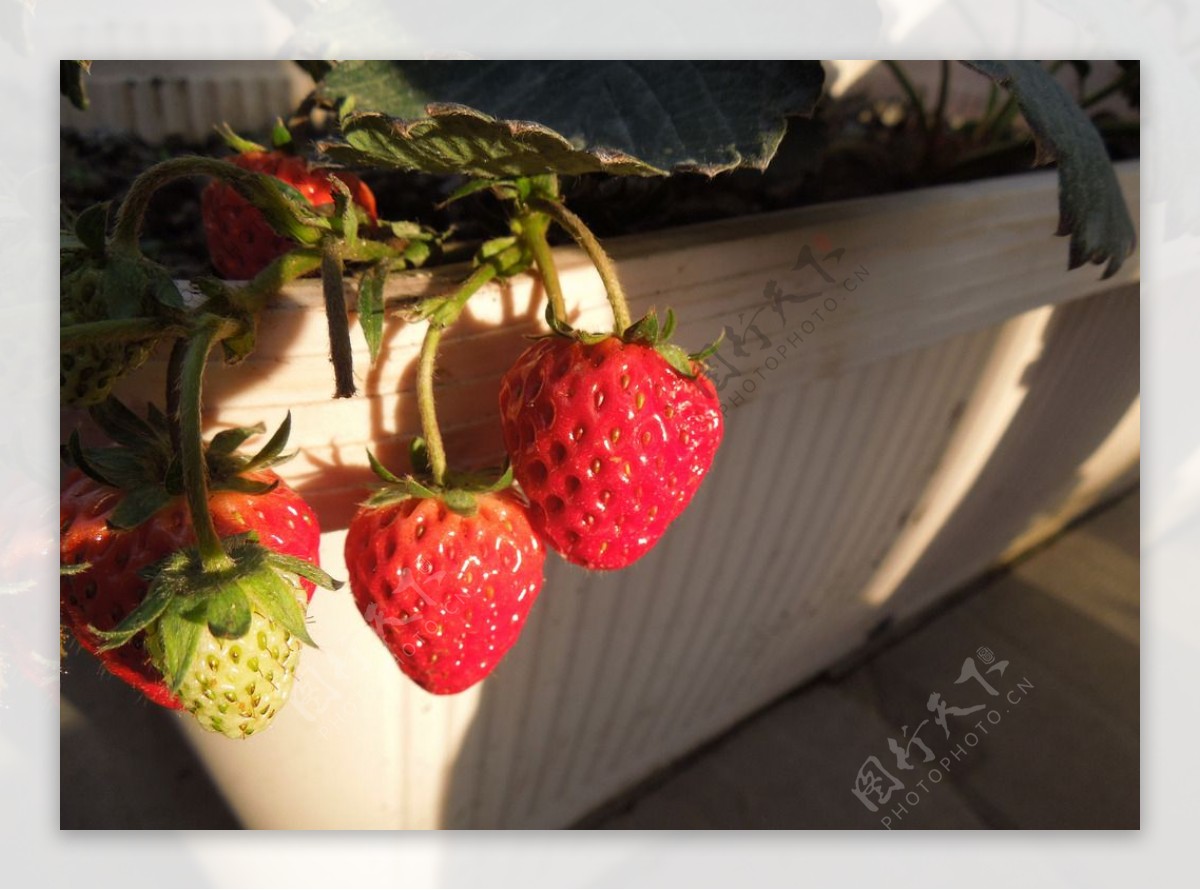 草莓余晖图片