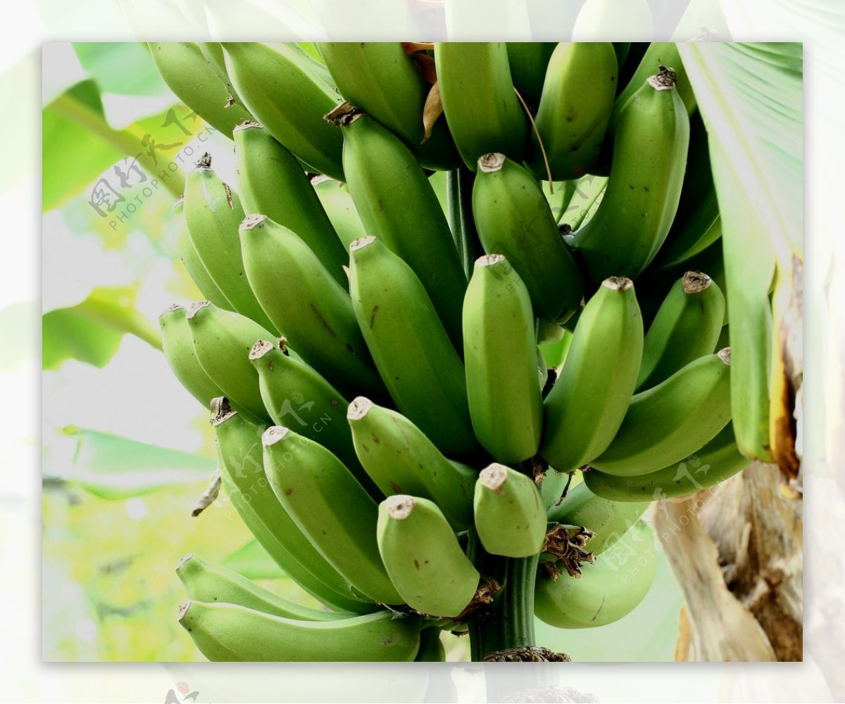 青香蕉图片