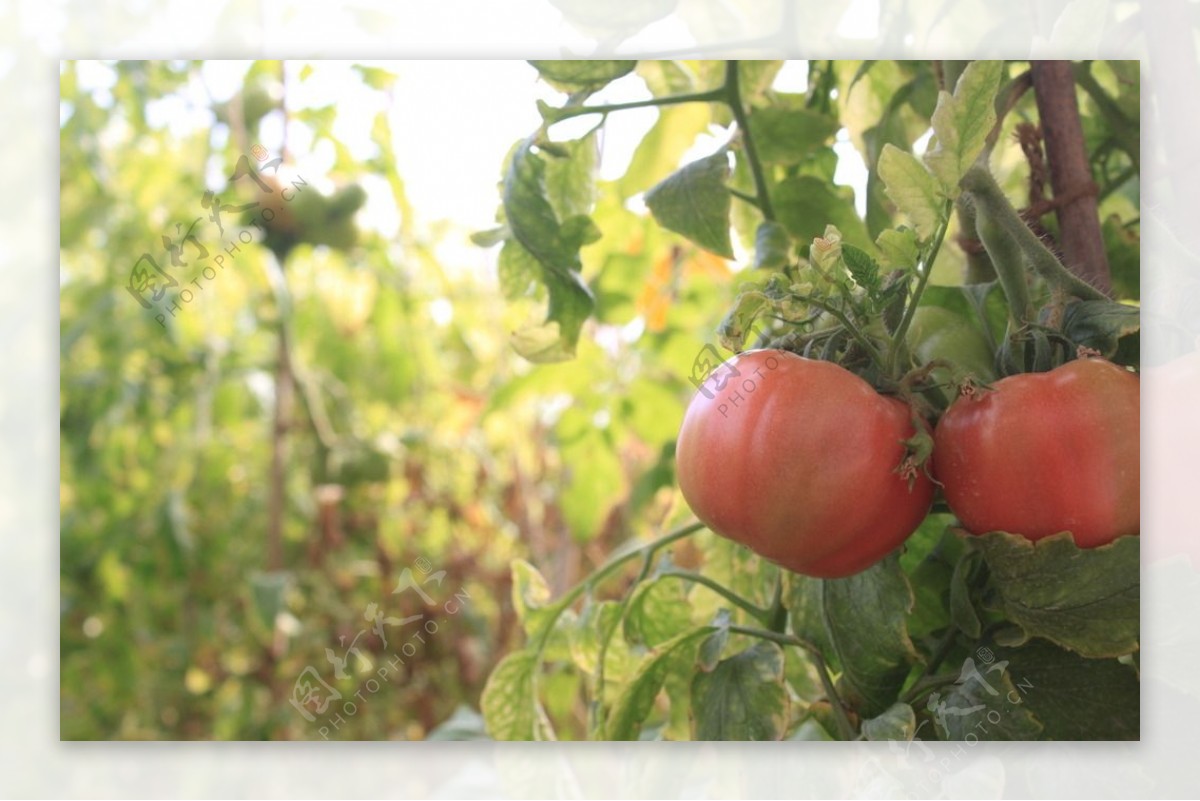 蔬菜园里的西红柿图片
