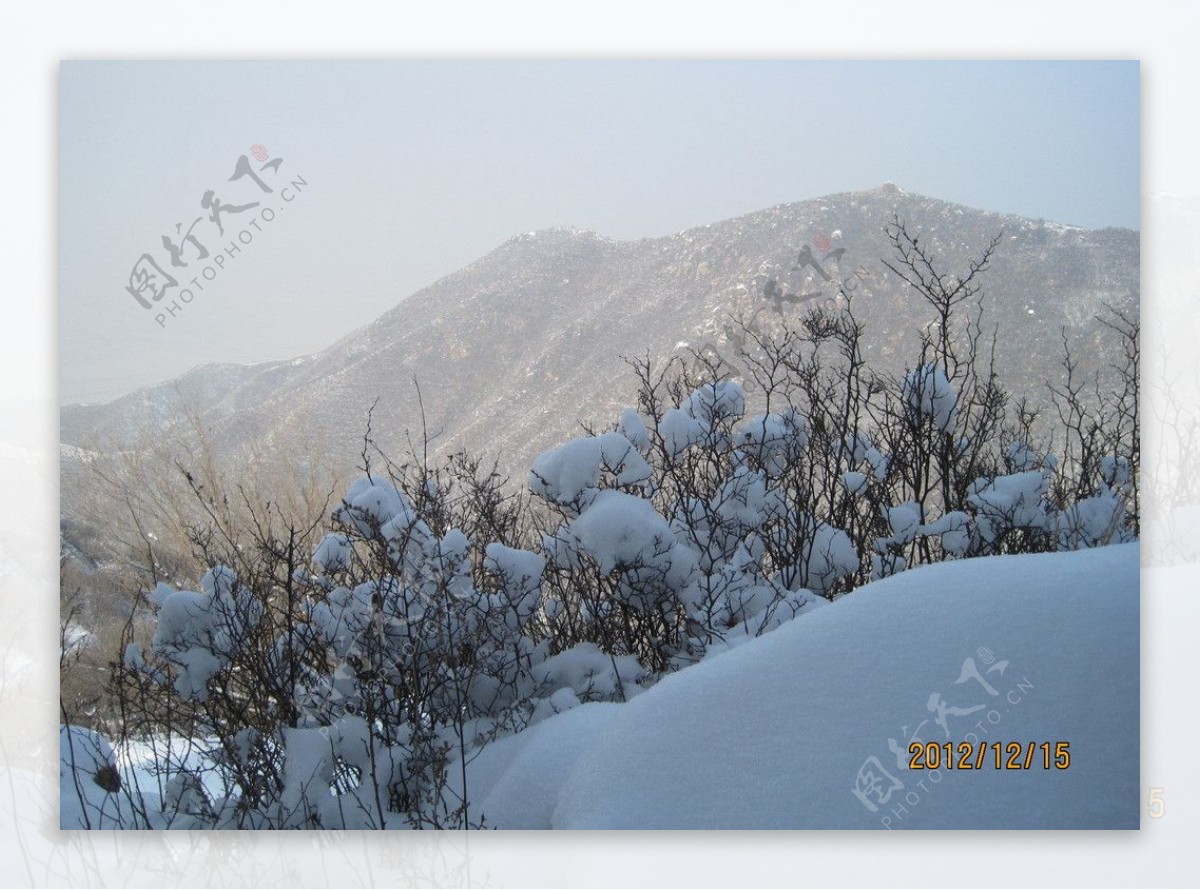 雪后山坡雪球花图片