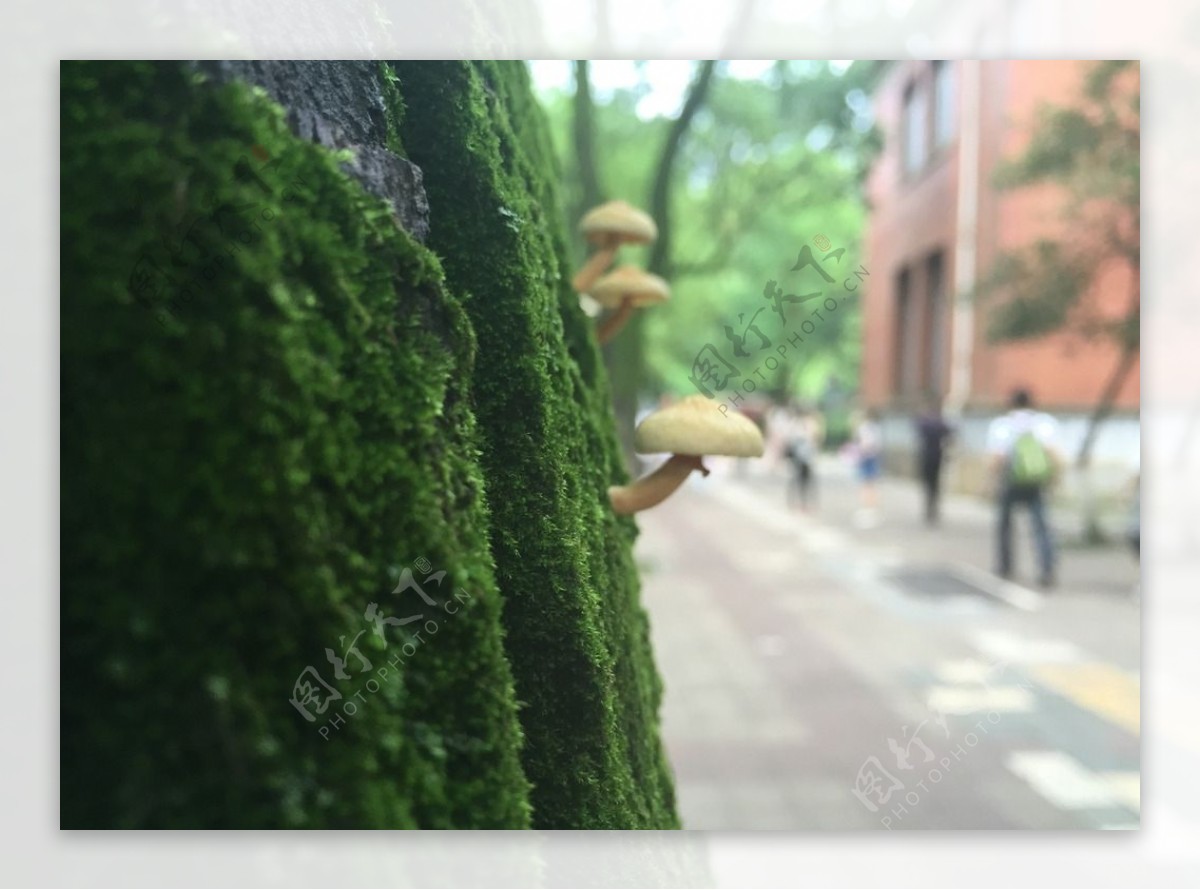 蘑菇与青苔图片