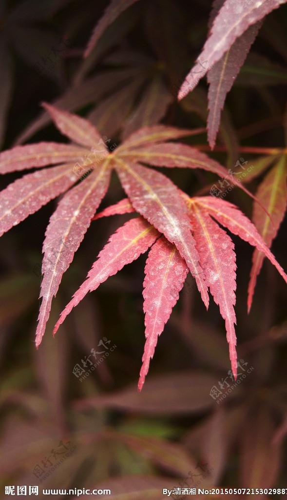 红色糖槭树图片
