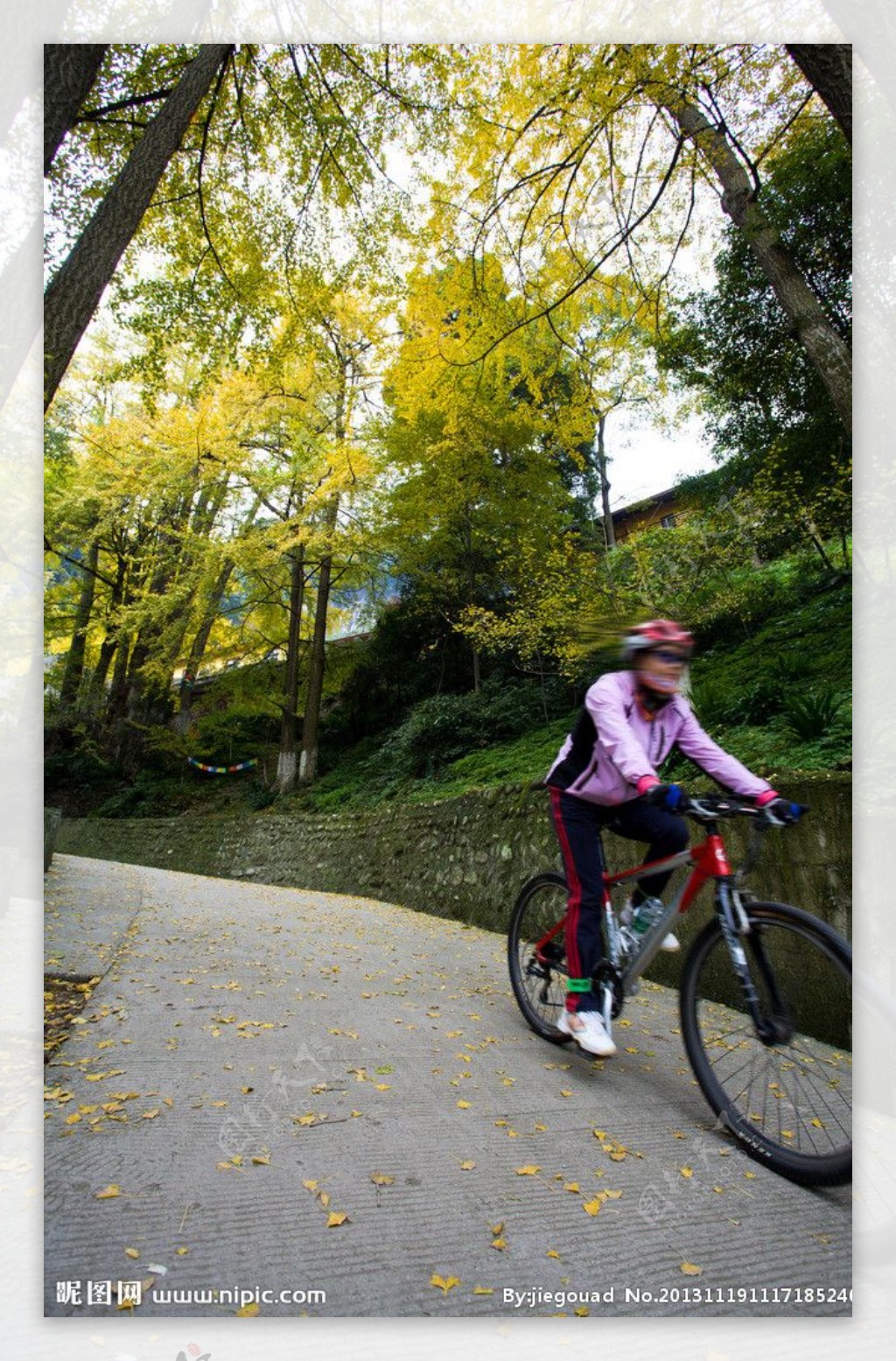 骑自行车穿过银杏小路图片
