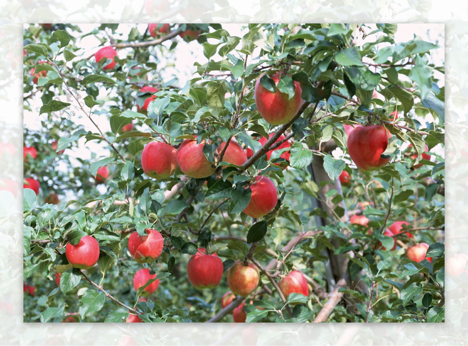 苹果树图片