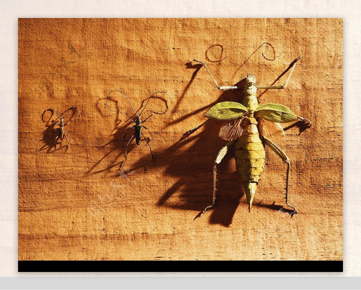 化石摄影昆虫图片