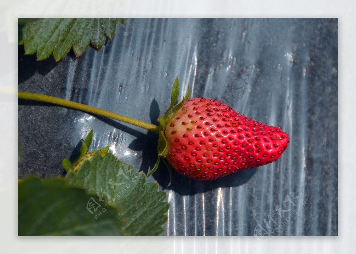 一个草莓图片