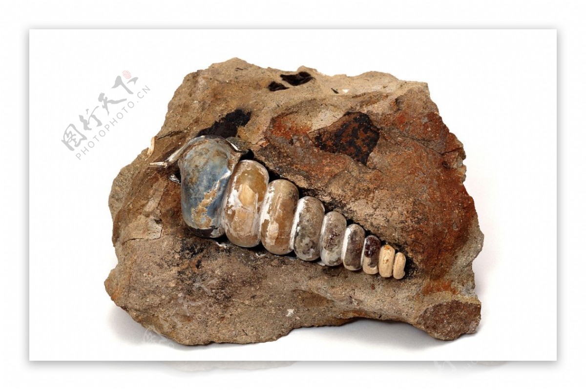 海螺化石海底化石科普化石地质化石鱼类昆虫图片