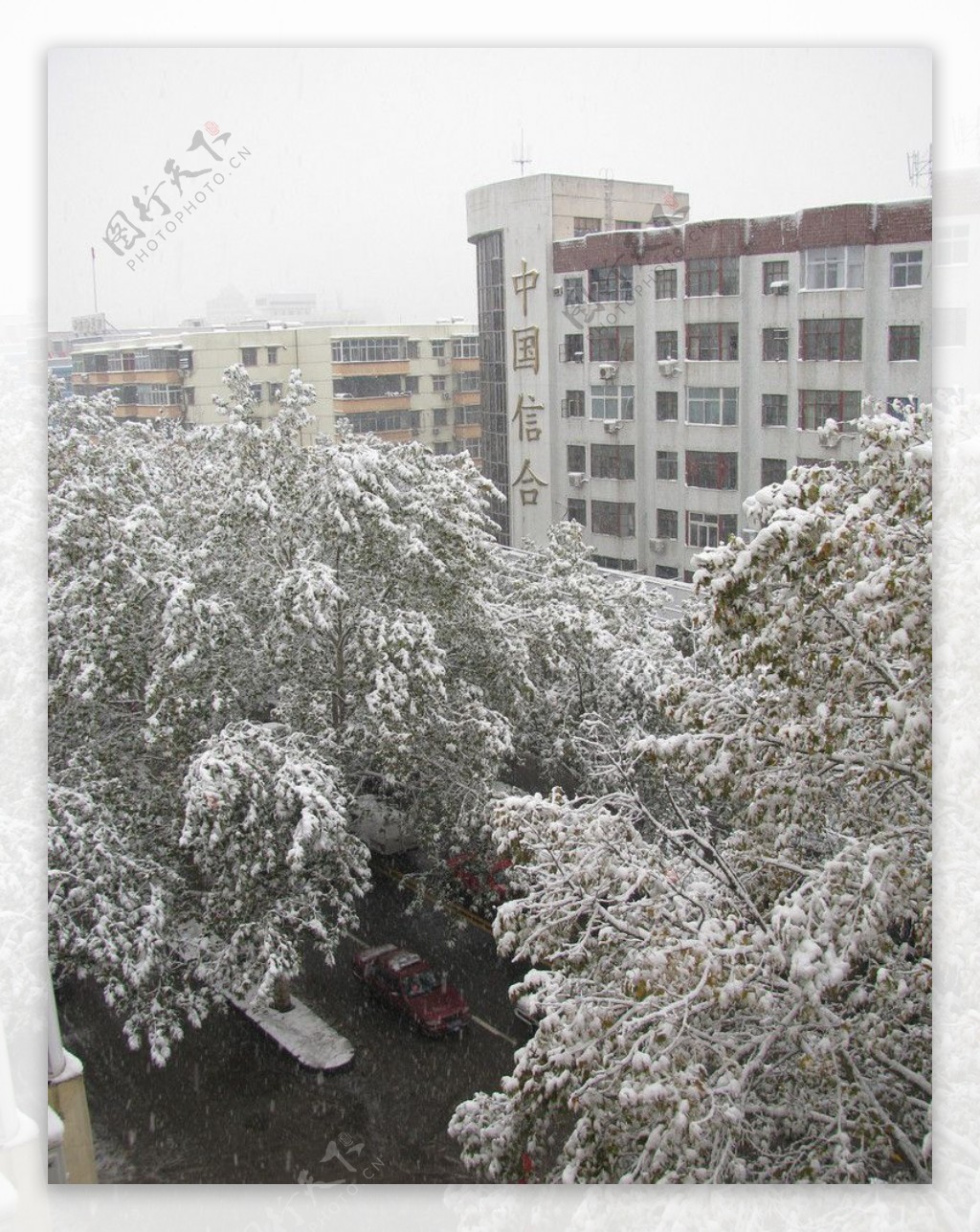 雪后的法桐树图片