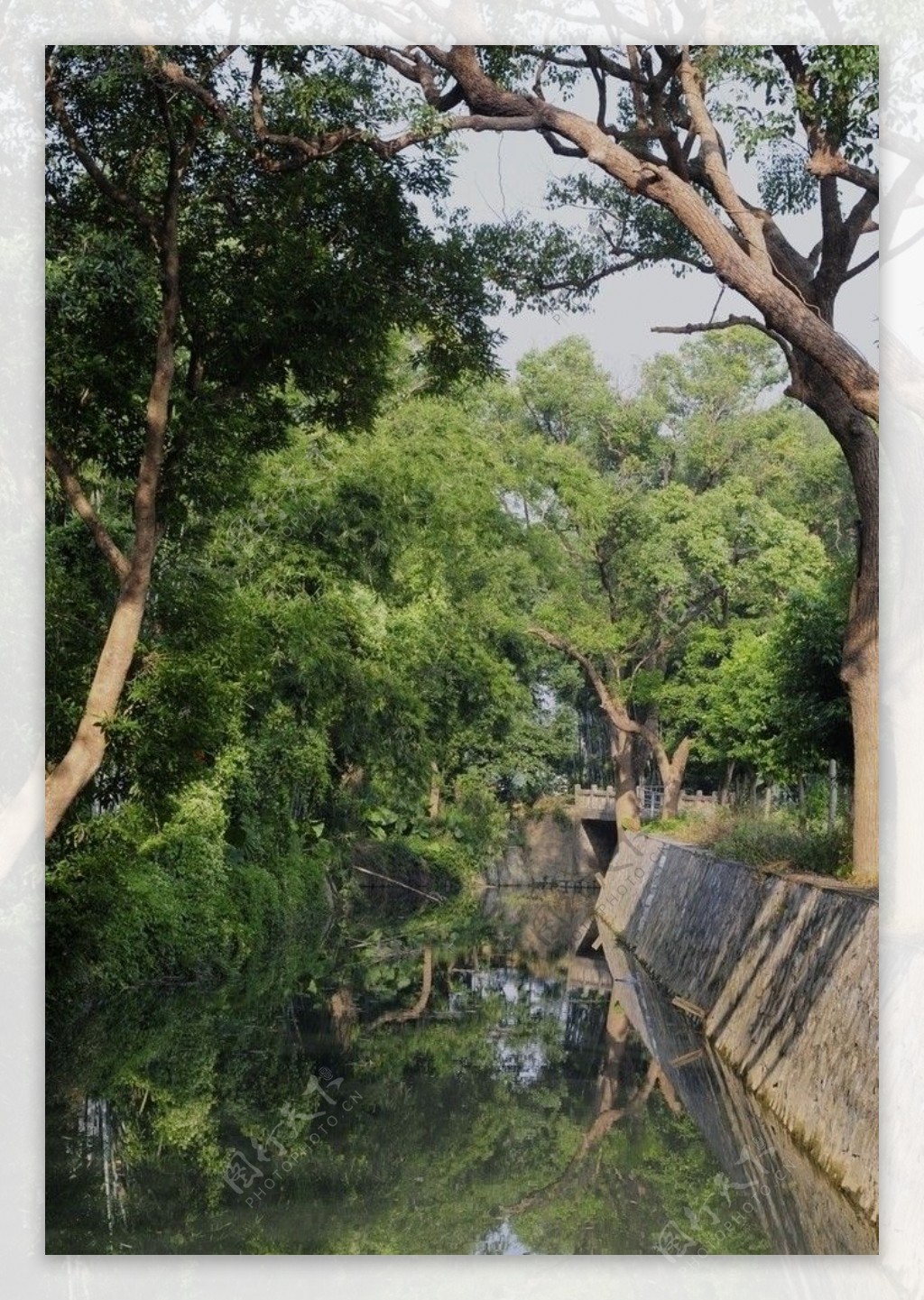 中山小河涌绿树成荫的美景2图片