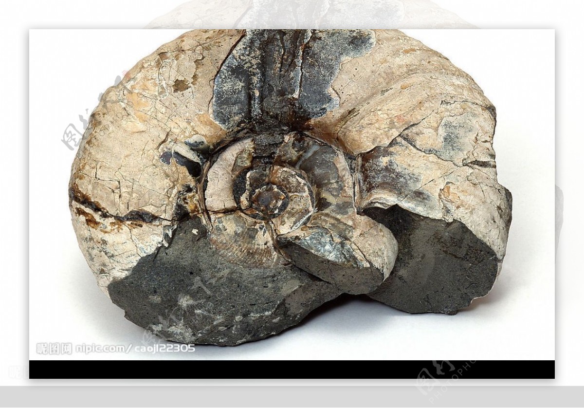 化石标本螺图片
