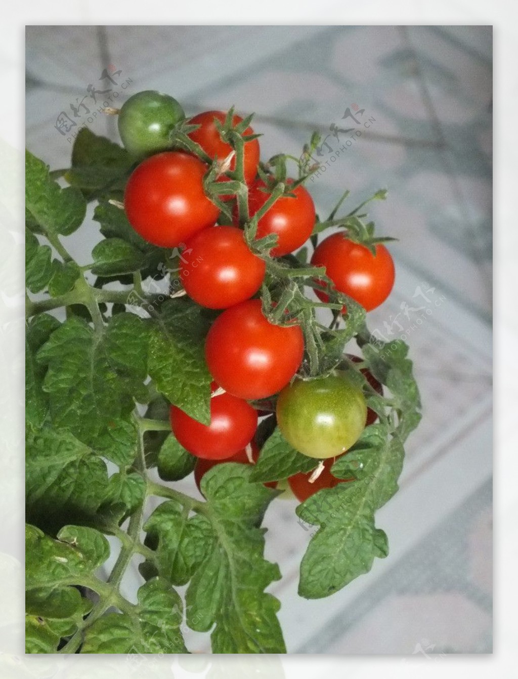 菜园子栽种的西红柿图片