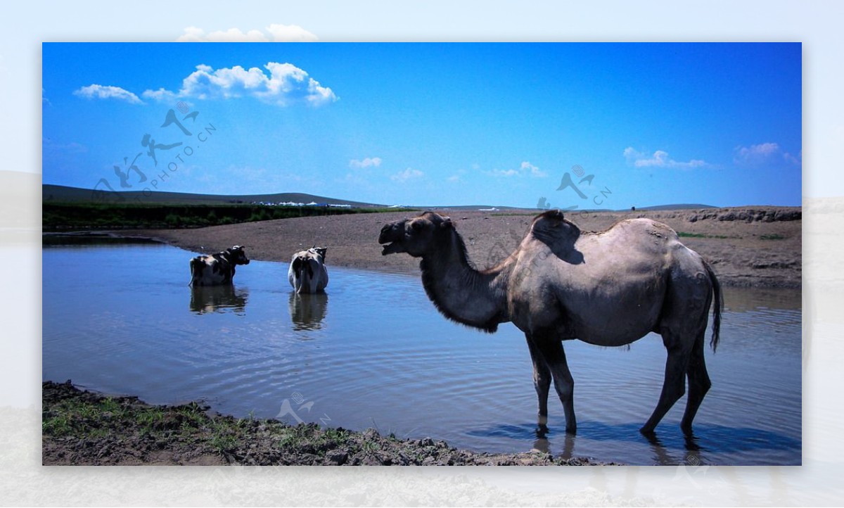 蓝天骆驼河水图片